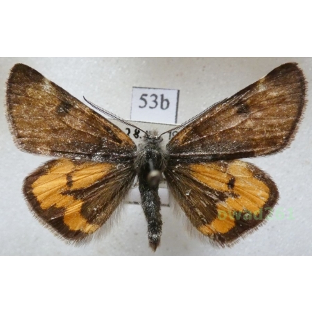 Boudinotiana notha (Hübner, 1803) Czech53b